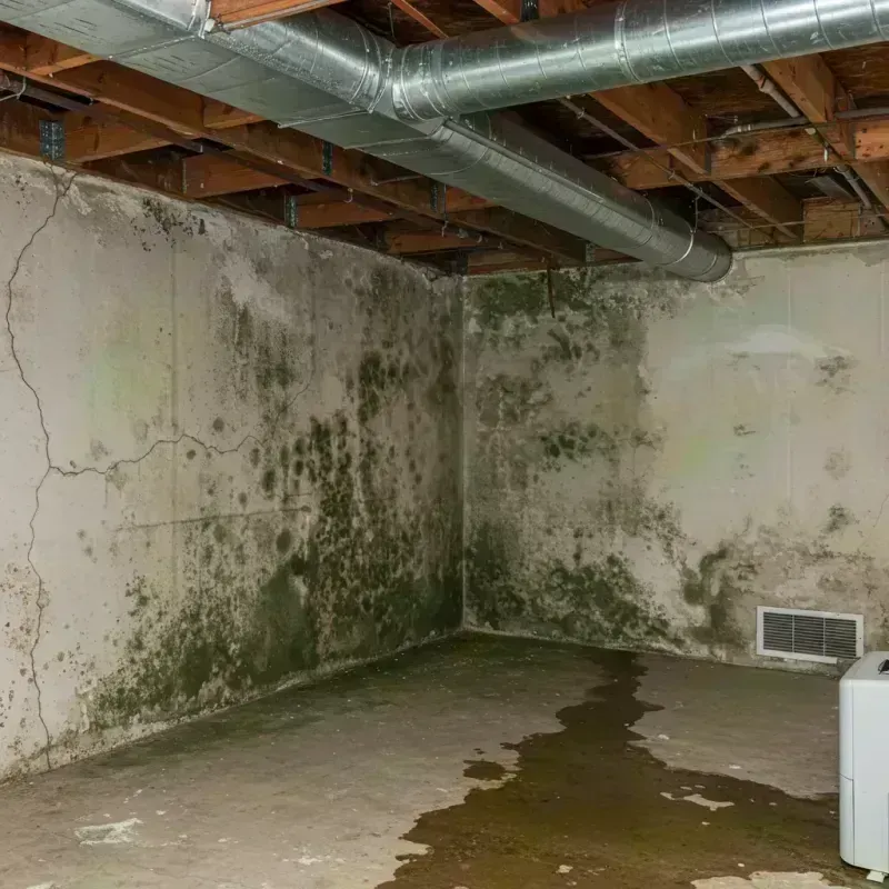 Professional Mold Removal in Belle Harbor, NY